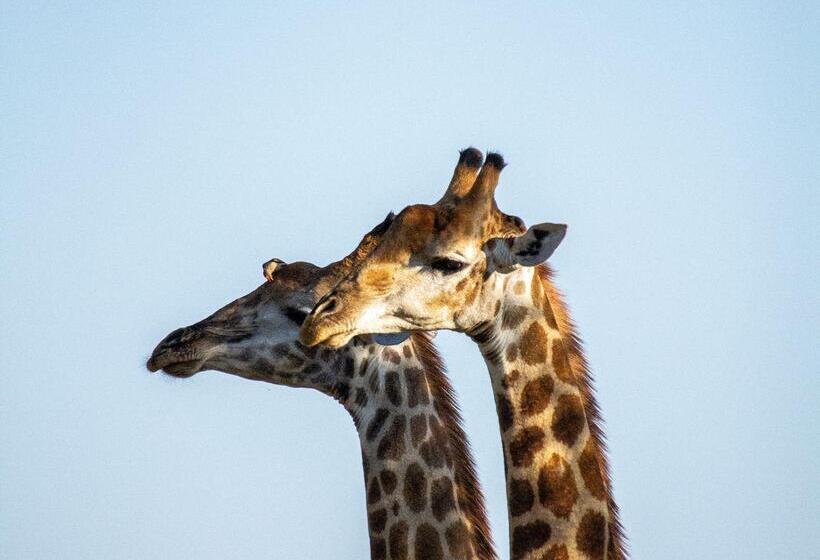 ホテル Amani Safari Camp