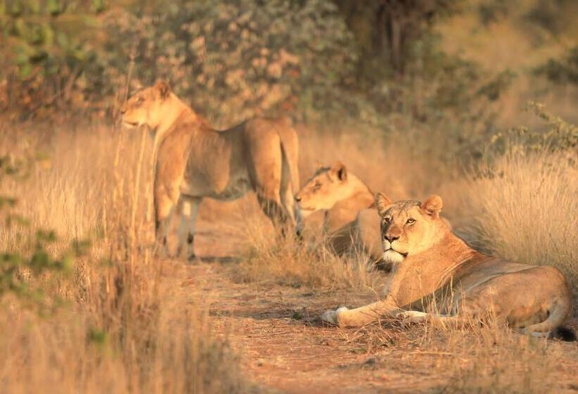 ホテル Amani Safari Camp