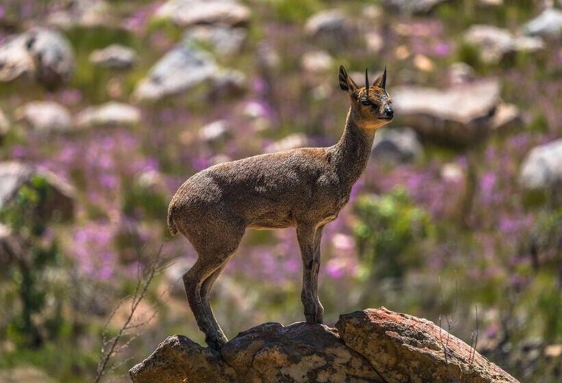 호텔 Simbavati Cederberg Ridge
