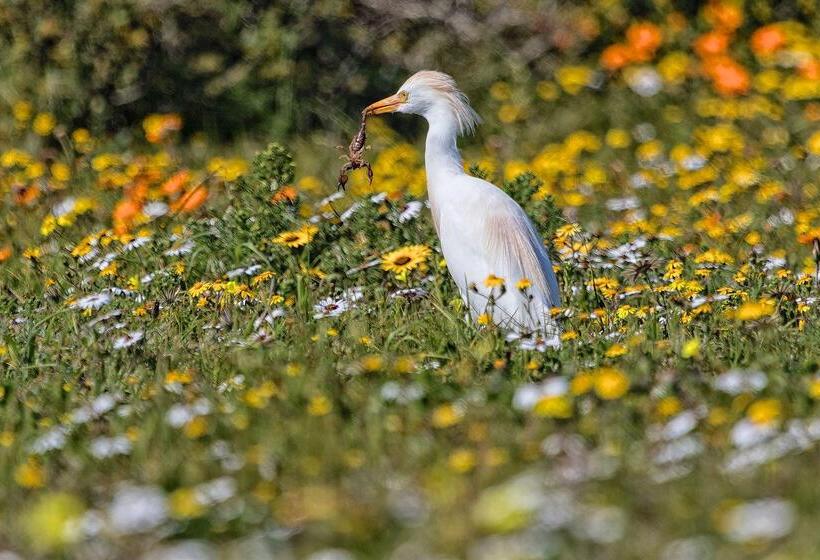 בית מלון כפרי Simbavati Cederberg Ridge
