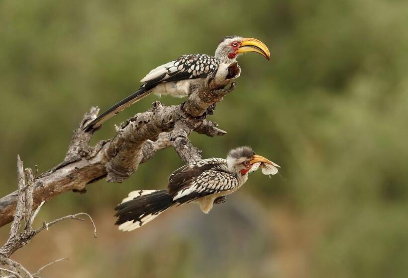 호텔 Simbavati Cederberg Ridge