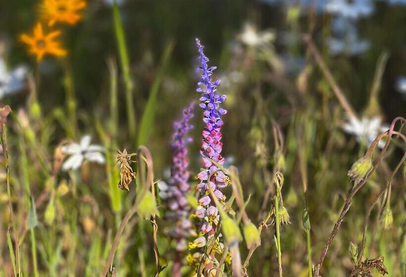 호텔 Simbavati Cederberg Ridge
