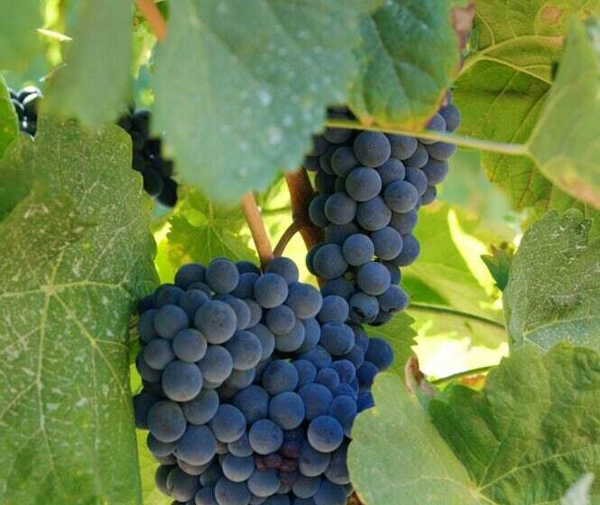 Villa With 3 Bedrooms In Torre De Moncorvo, With Wonderful Mountain View, Pool Access And Enclosed G