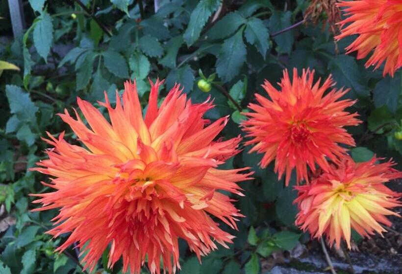 تختخواب و صبحانه Shakespeare House