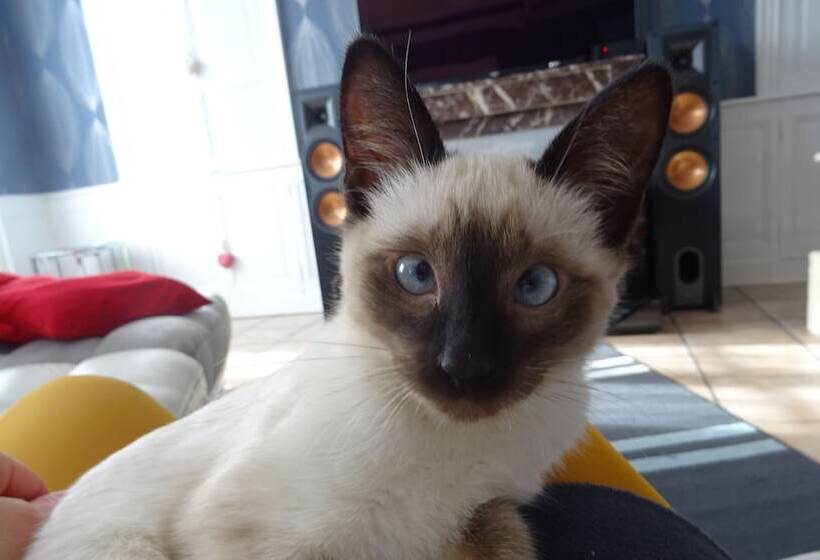 ベッドアンドブレックファースト La Ferme Aux Chats