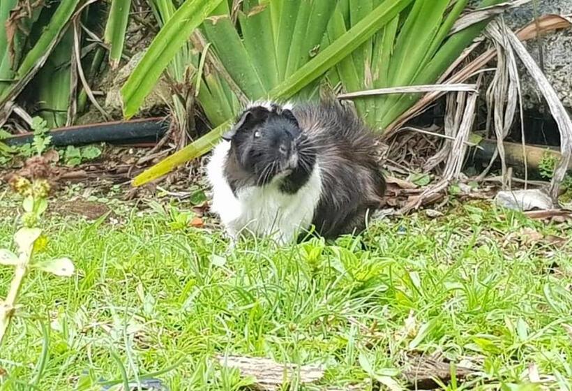 בית מלון כפרי Mares De Camburizinho