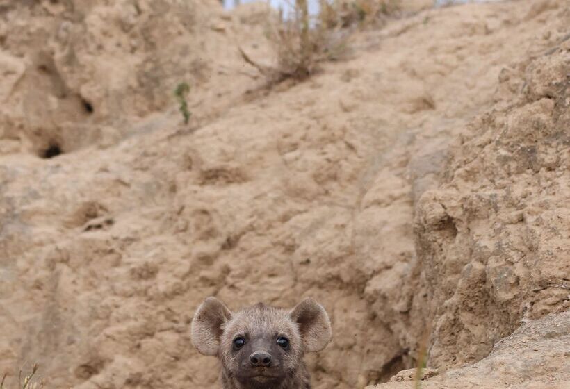 ホテル Simbavati Hilltop Lodge