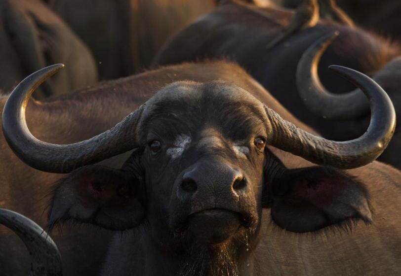 ホテル Simbavati Hilltop Lodge