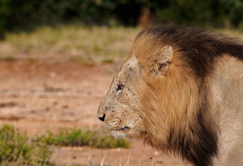 ホテル Simbavati Hilltop Lodge