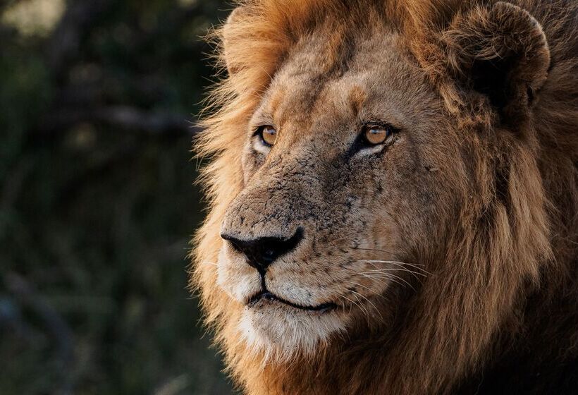 ホテル Simbavati Hilltop Lodge