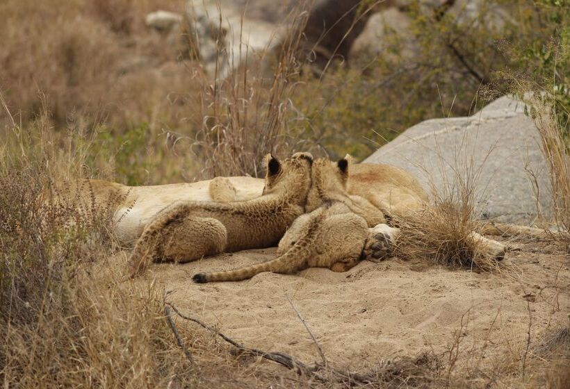 ホテル Simbavati River Lodge
