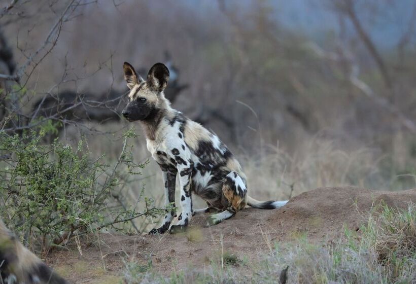 ホテル Simbavati River Lodge