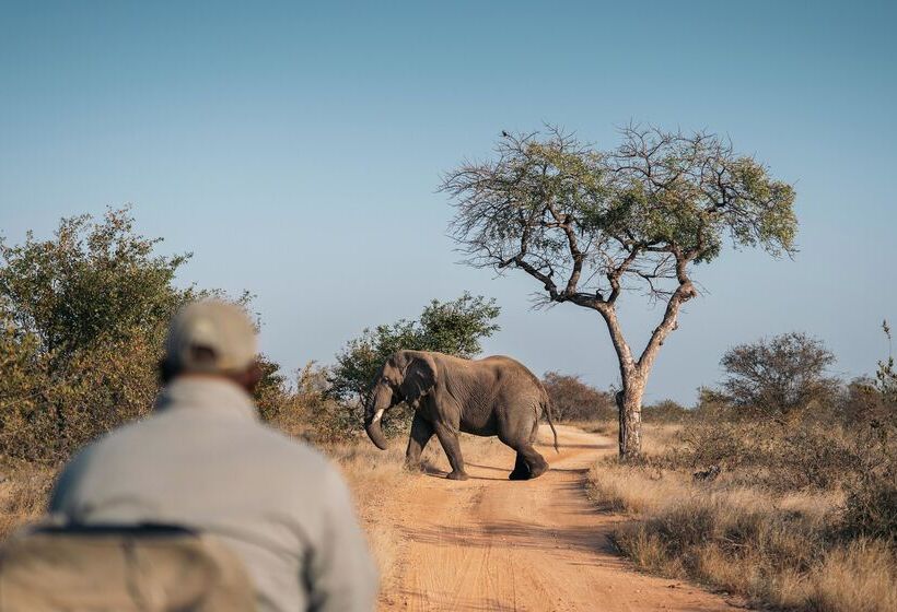 ホテル Simbavati River Lodge