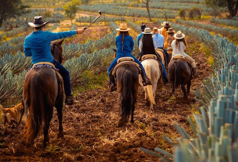 Matices Hotel De Barricas
