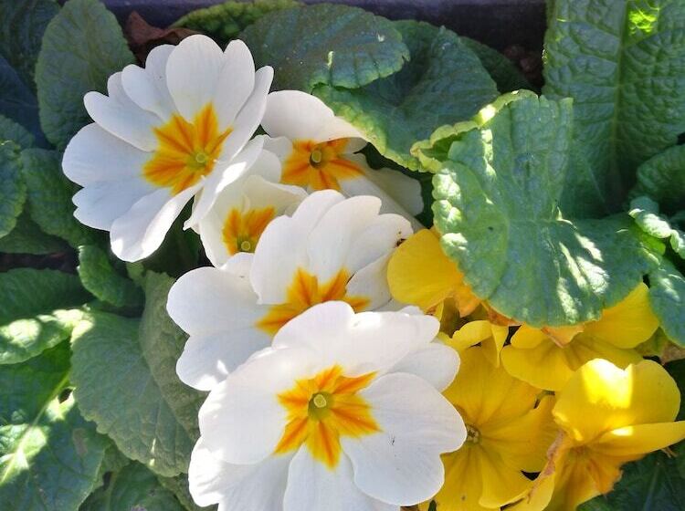 بنسيون Balcón Del Velillos Rincón De Marcelo