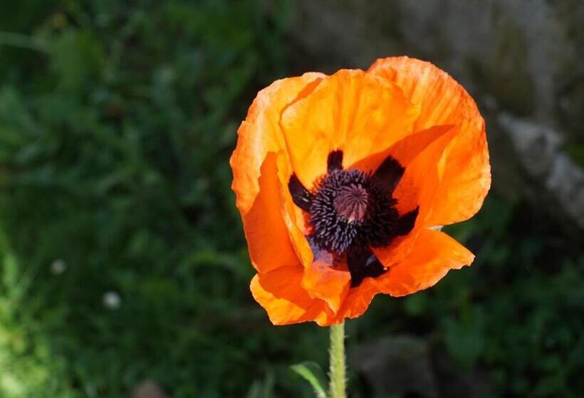 تختخواب و صبحانه Moulin Notre Dame