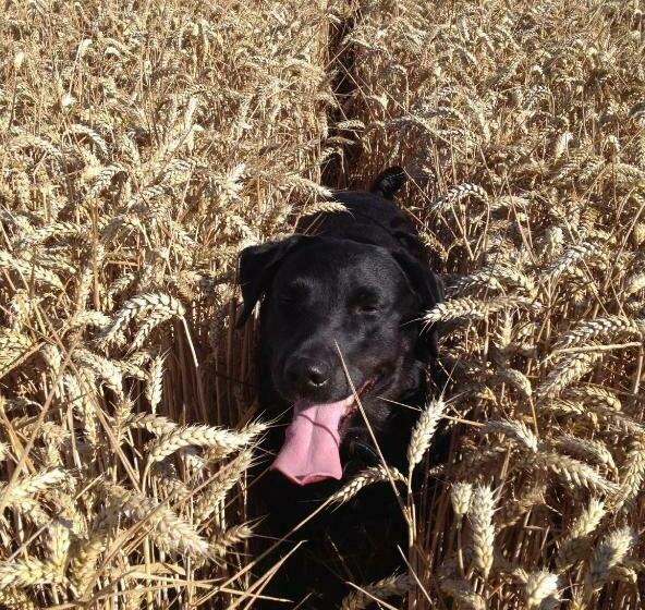 Fullers Hill Cottages
