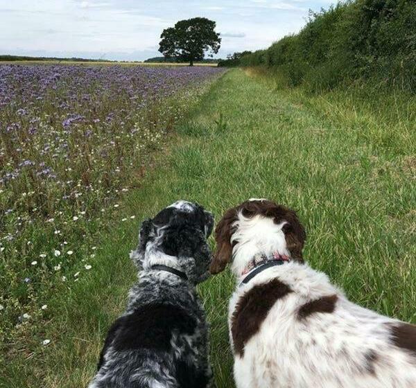 Fullers Hill Cottages