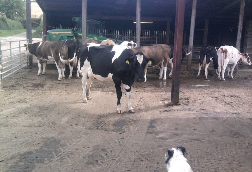 Higher Bruckland Farmhouse B&b