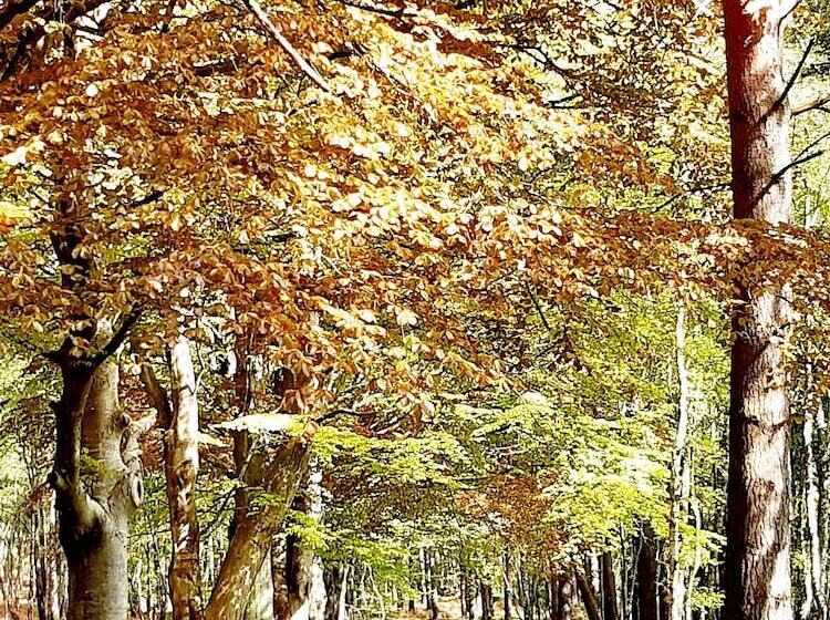 פנסיון Ardgye House