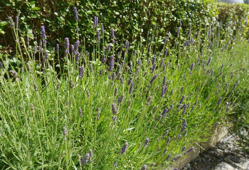 ペンション Hawksmoor Guest House