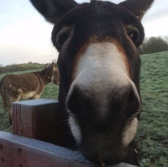 פנסיון Pantysgyfarnog Near Carmarthenshire Pembrokeshire