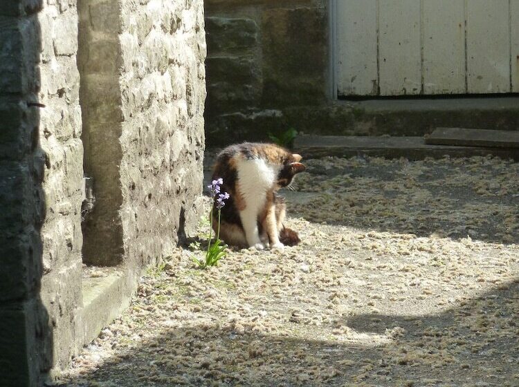 The Old Vicarage B&b