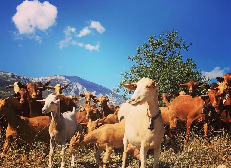 צימר Apartments Cortijo La Zapatera