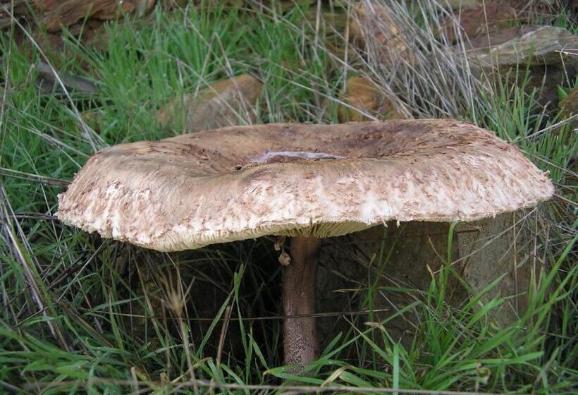 فندق Casa Rural Sierra San Mamede