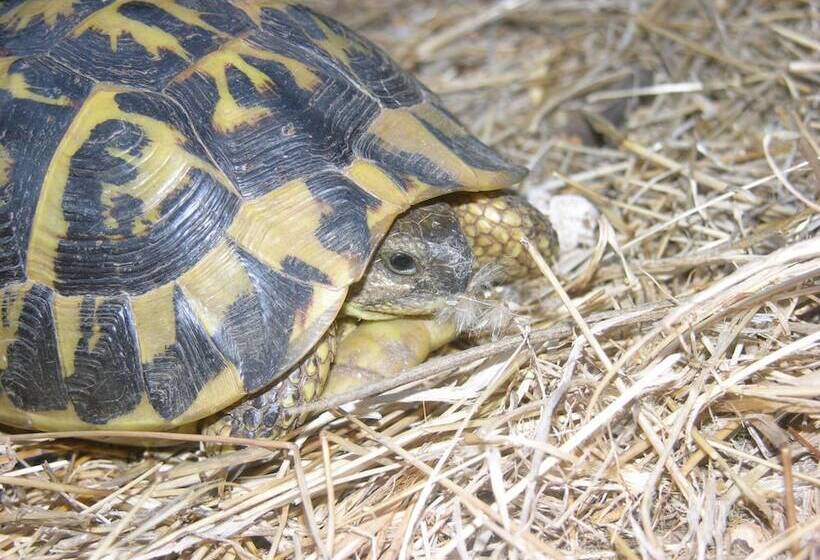 교외 호텔 Finca Son Josep De Baix