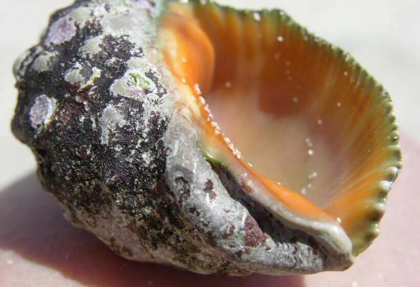 교외 호텔 Finca Son Josep De Baix