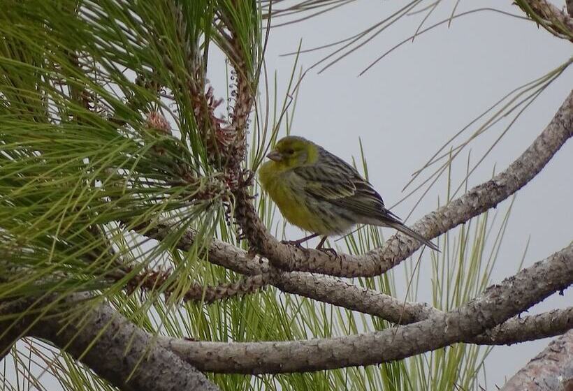 Rickaty Lodge Bed And Breakfast, Hotel De Aeropuerto, Plane Spotting Hotel, Las Palmas Airport, Gran