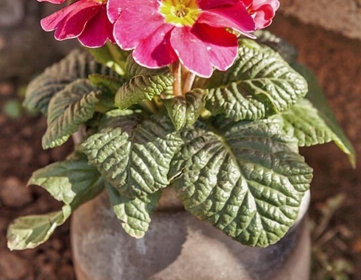 Villa Palatina Superior Hostel