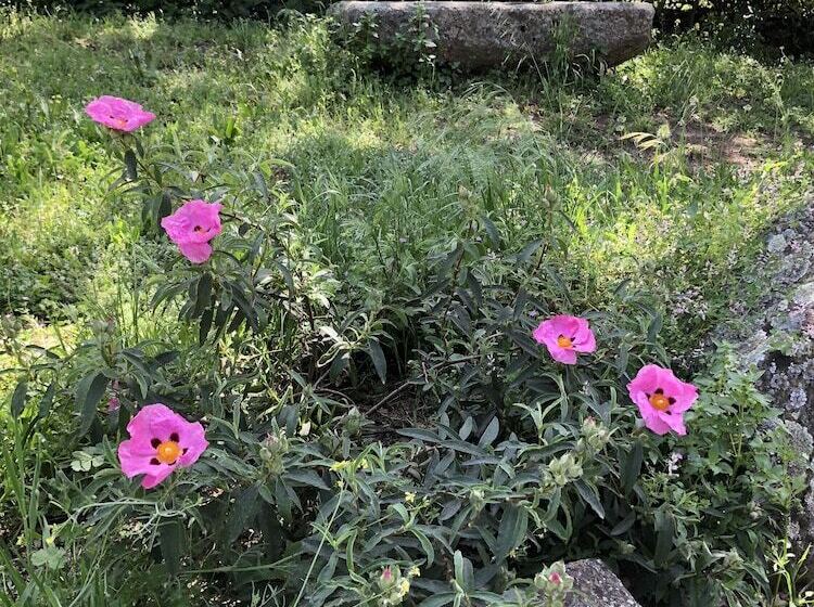 צימר La Cerca Del Alcornoque