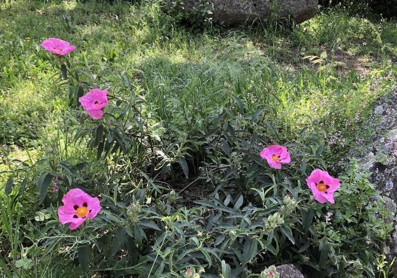 צימר La Cerca Del Alcornoque