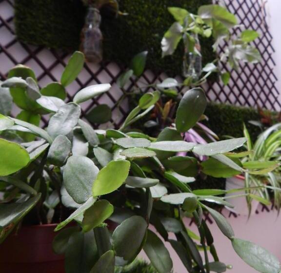 تختخواب و صبحانه Twenty Seven Degrees Las Palmas