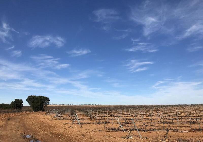 Hostal Rural Los Girasoles De Iniesta