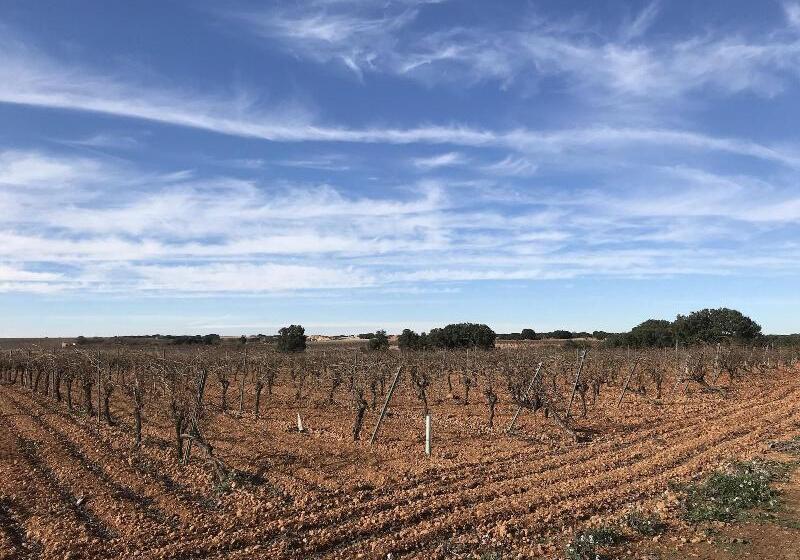 Hostal Rural Los Girasoles De Iniesta