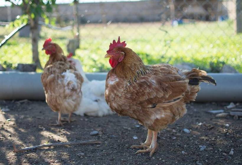 Mas Taniet Hotel Rural