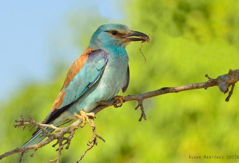 L Esgolfa De Ca L Ortís