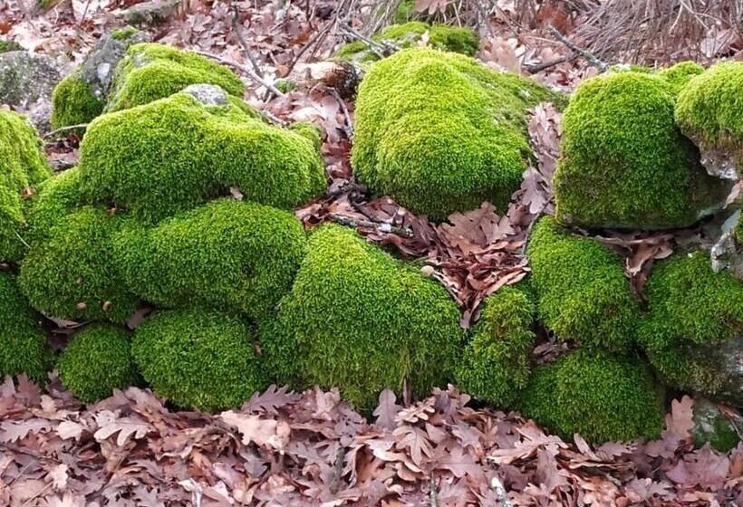 بنسيون Casa Rural La Picota