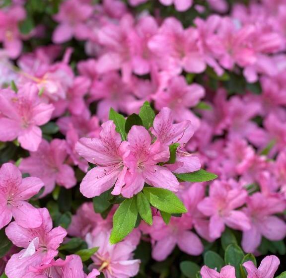 مبيت وإفطار Villa Talisman