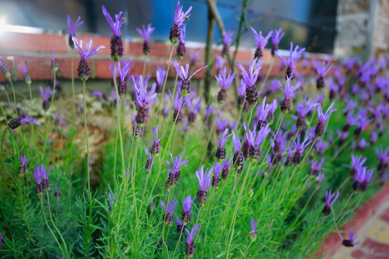 مبيت وإفطار Villa Talisman