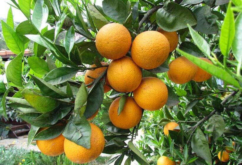 בית מלון כפרי Cinderella Pansiyon