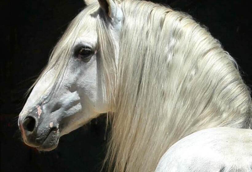 호텔 Cortijo El Indiviso