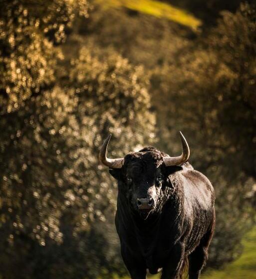 בית מלון כפרי Finca El Cotillo
