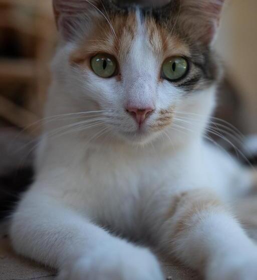 פנסיון Hakuna Matata Villa