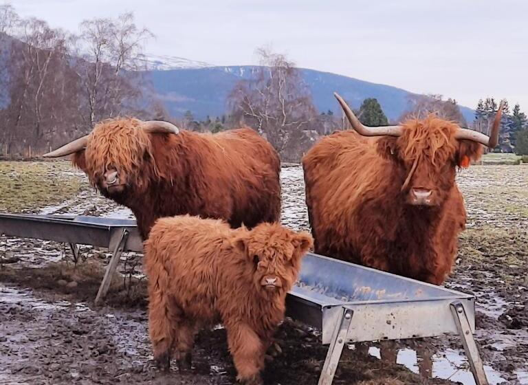 膳宿费 No 45, Ballater