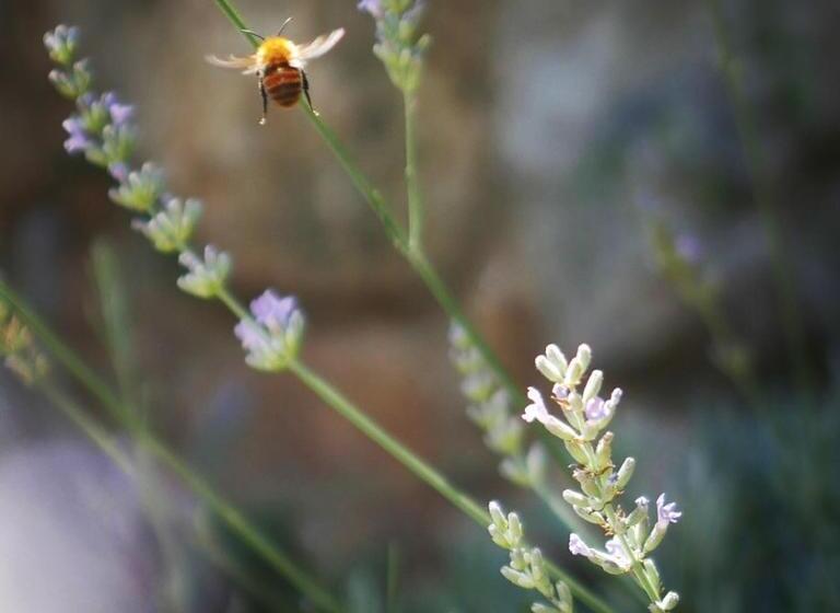 ベッドアンドブレックファースト Lou Candelou