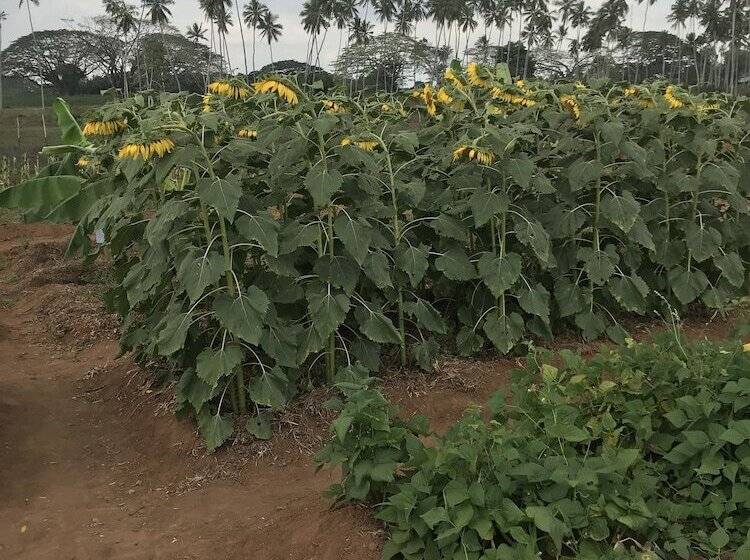 민박 Zanzibar Dream Lodge